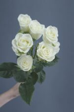 Роза кустовая Беларусь