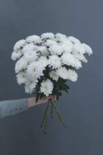 Хризантема белая Алтай поштучно