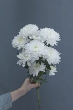 Хризантема белая Алтай купить в Белореченске