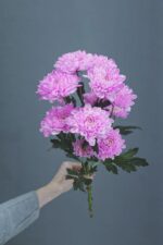 Хризантема розовая "Алтай" поштучно купить в Белореченске