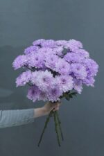 Хризантема сиреневая "Алтай" купить в Белореченске