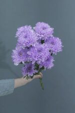 Хризантема сиреневая "Алтай" купить поштучно